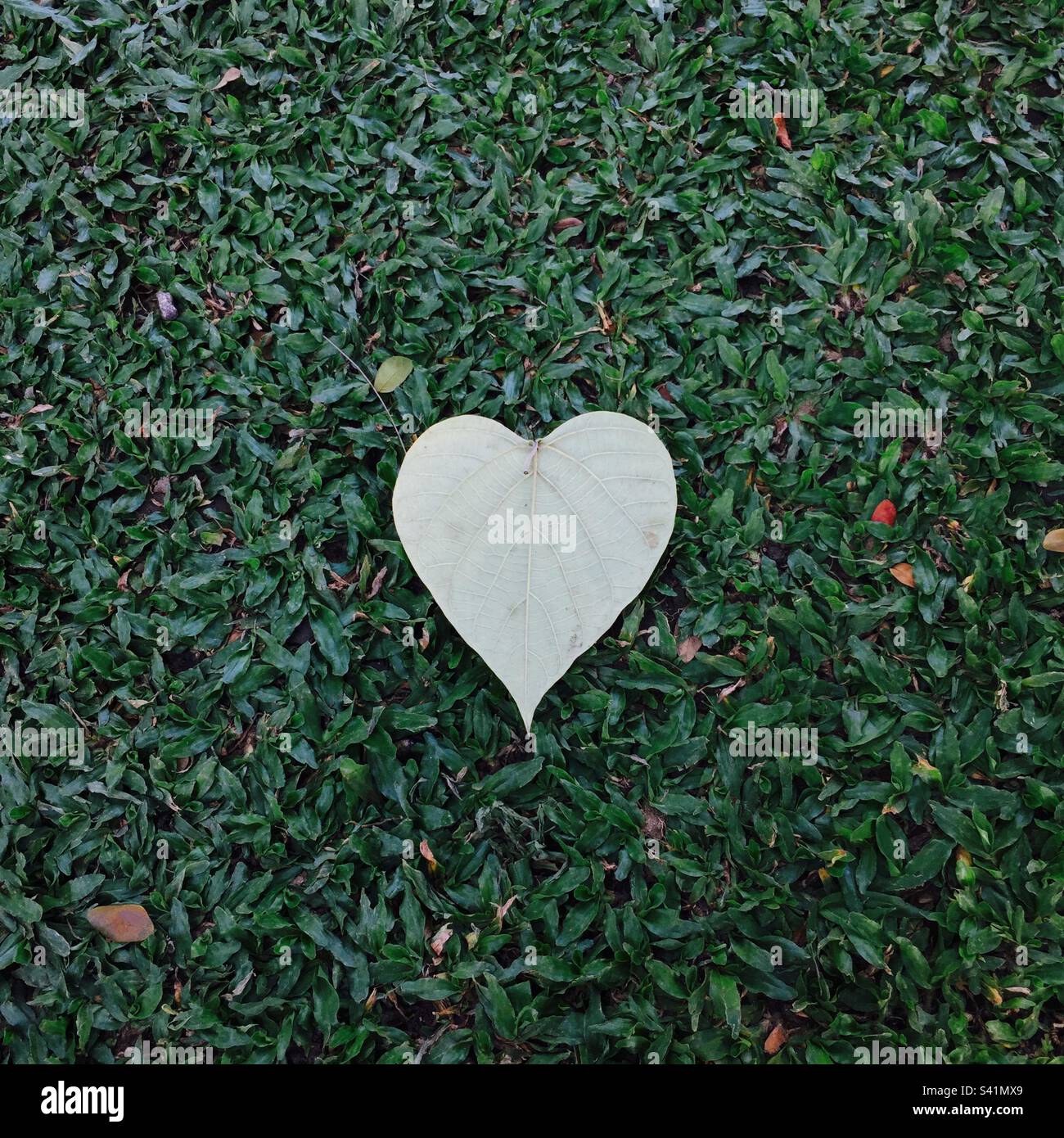 Herzförmiges Blatt. Gras, grün, Stockfoto
