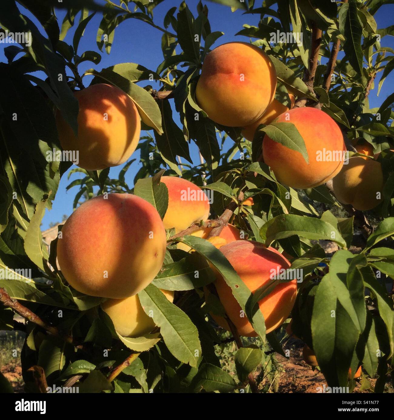 Yellow Peach ‚Catcrin‘, Katalonien, Spanien. Stockfoto