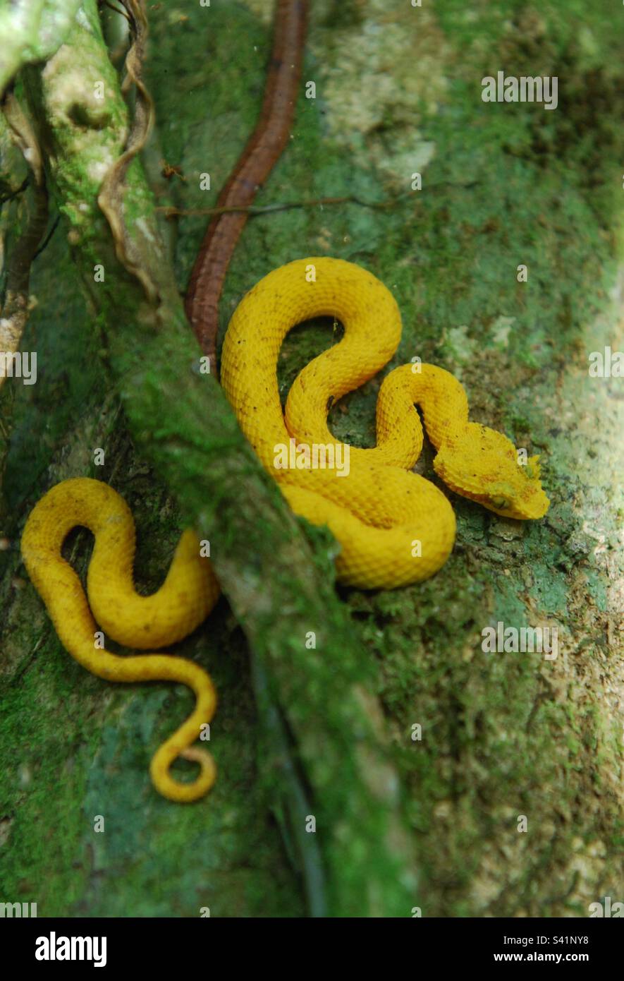 Gelbe Giftschlange auf einem Baum in Costa Rica Stockfoto