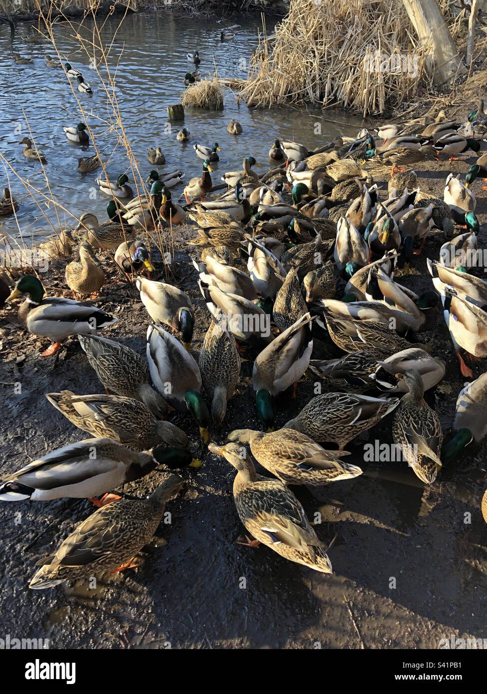 Ein Entenfütterungsrausch am Teich in High Park, Toronto, Kanada. Stockfoto