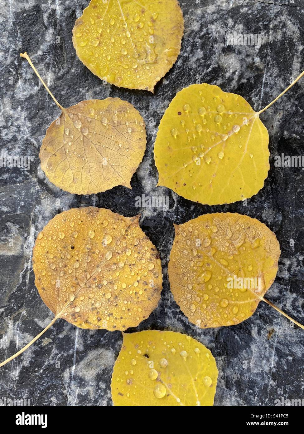 Herbstblätter mit Wassertropfen Stockfoto