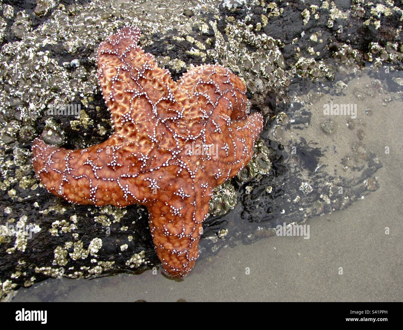 Orange Seestern Stockfoto