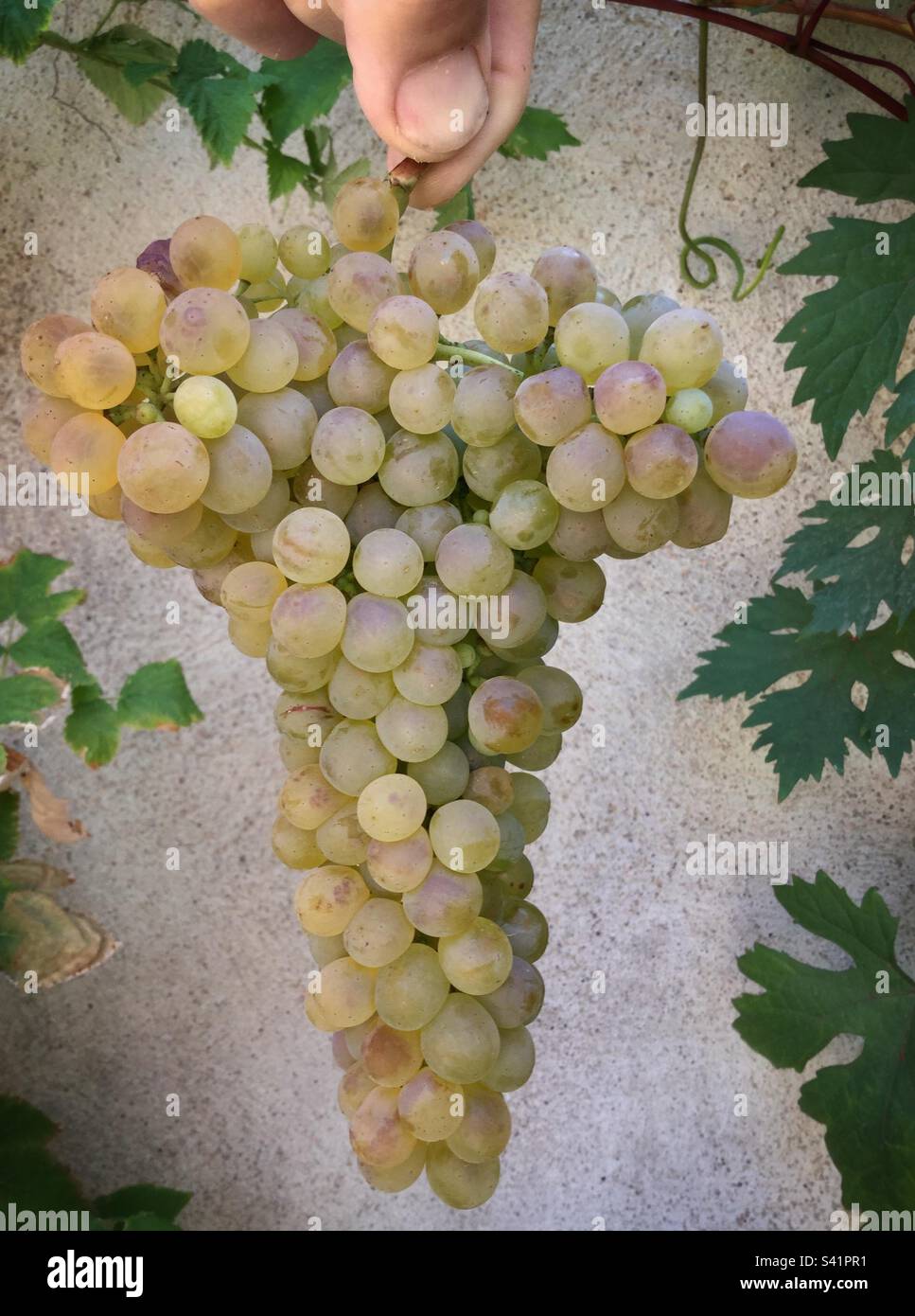 Viognier Trauben bei der Ernte, Katalonien, Spanien. Stockfoto