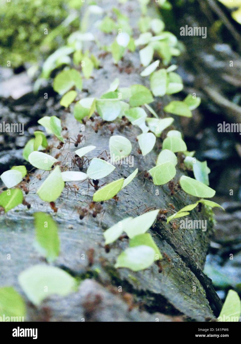 Blattschneider-Ameisen, die Blätter in einer Linie an einem Baum im Wald von Costa Rica tragen - Smartphone-aufgenommenes Stockfoto