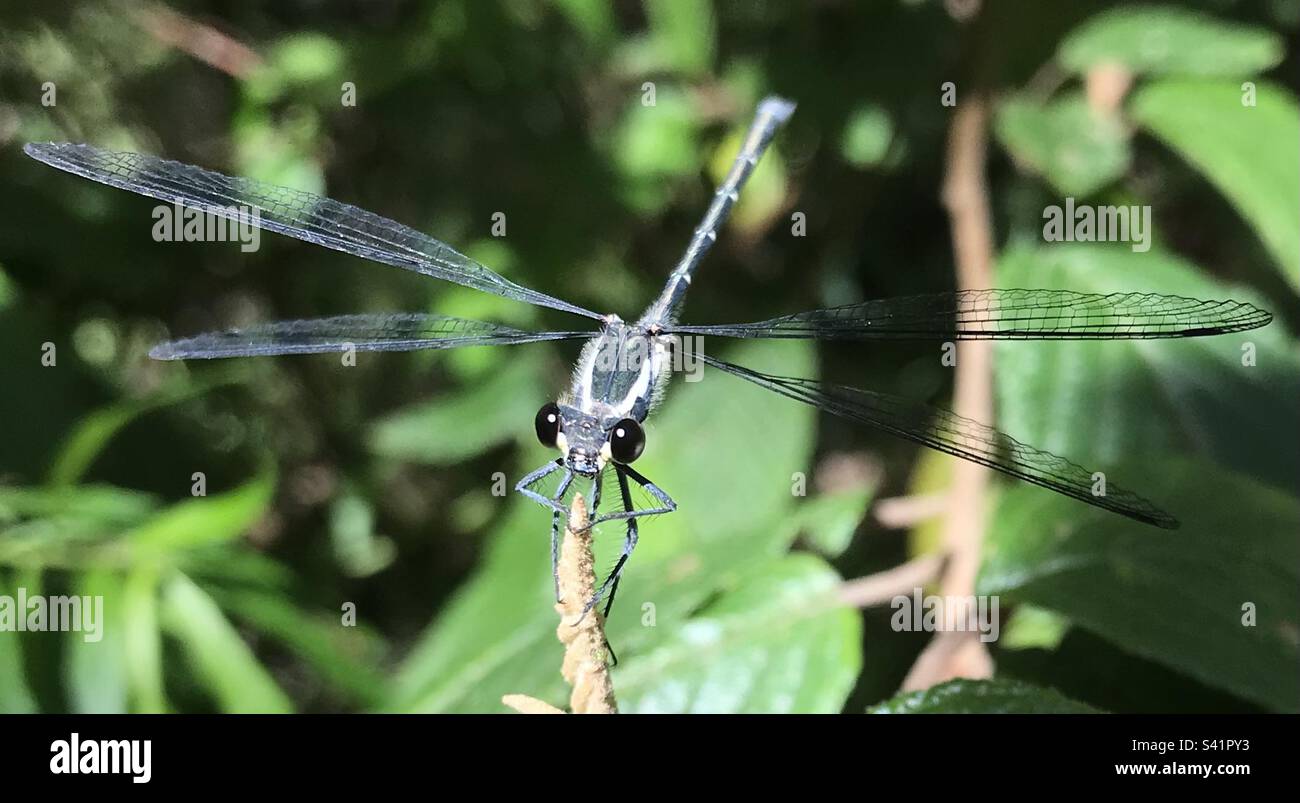 Libelle auf einem Zweig Stockfoto