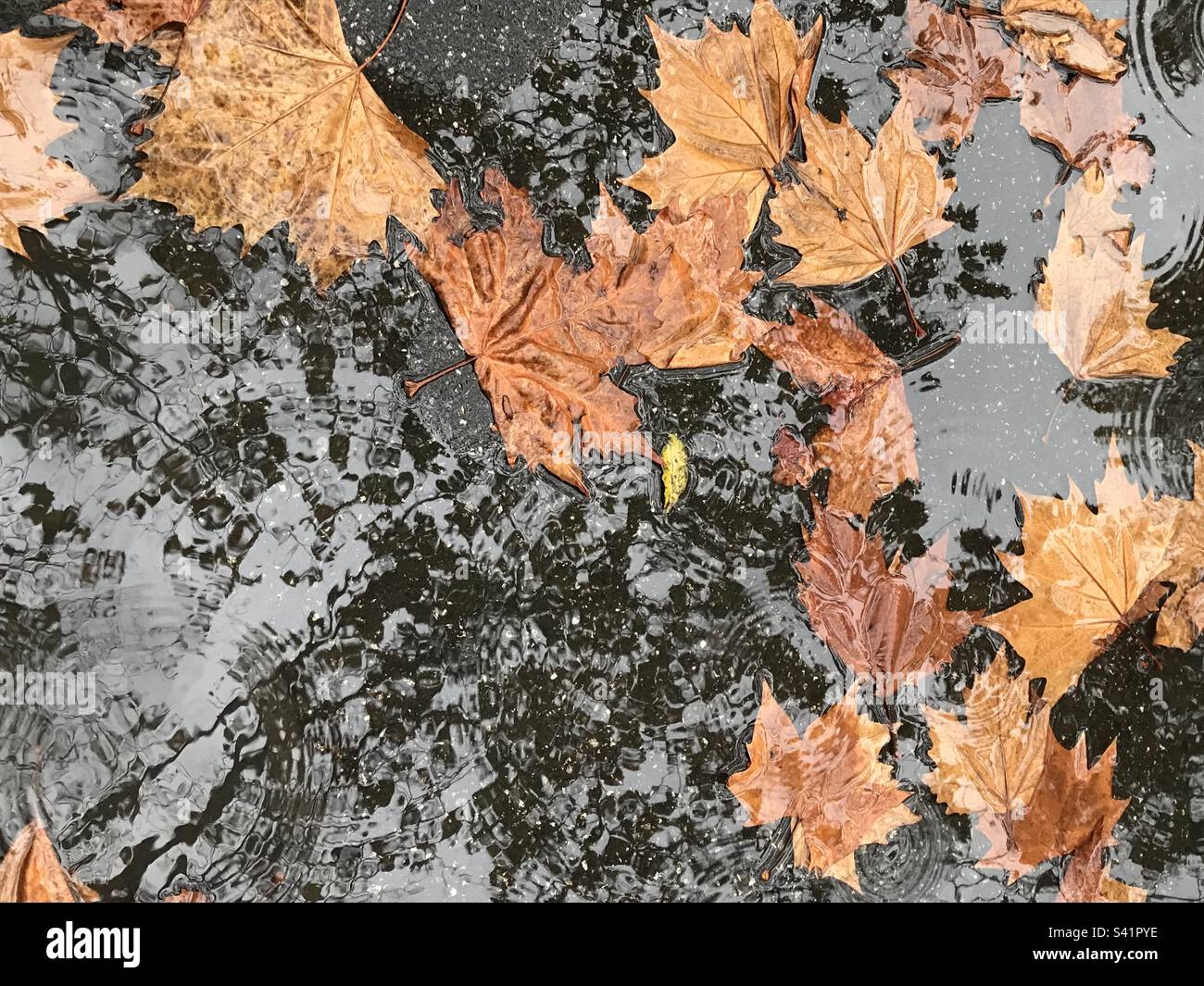 Herbstblätter im Wasser Stockfoto