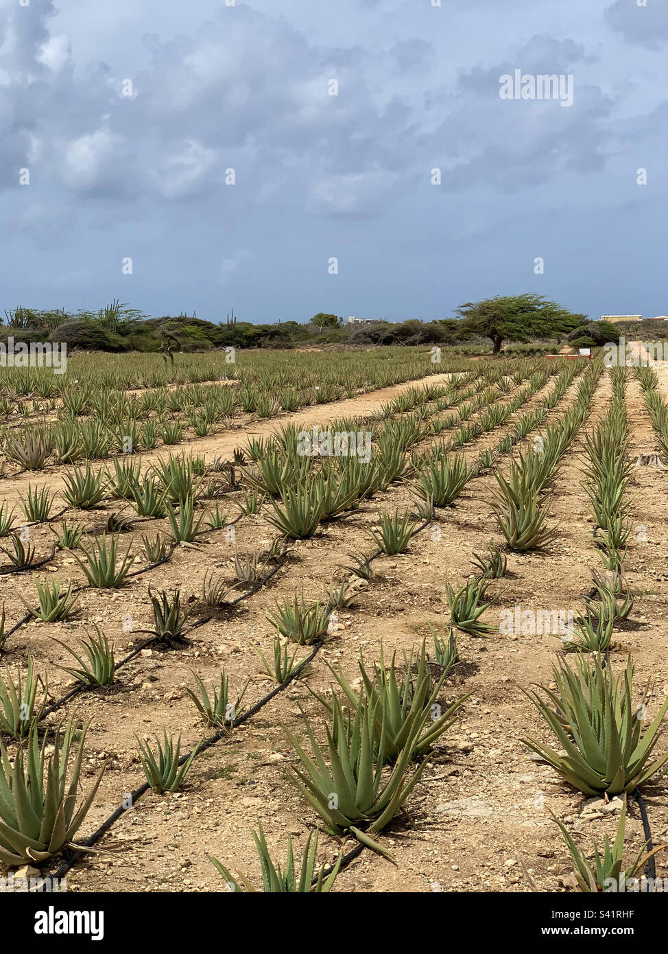 Aloe vera bauernhof -Fotos und -Bildmaterial in hoher Auflösung – Alamy