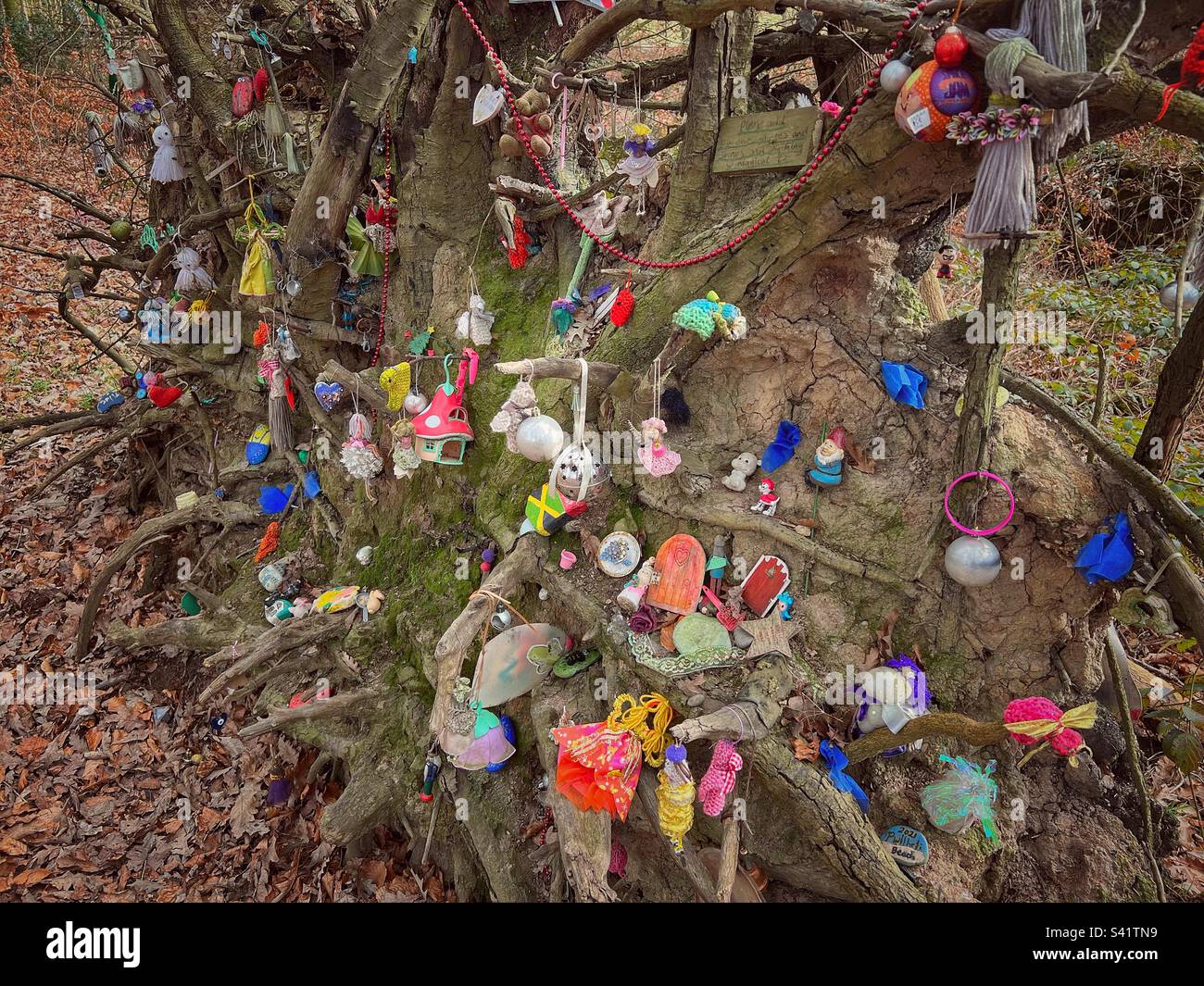 Magischer baum und wurzeln Fotos und Bildmaterial in hoher Auflösung