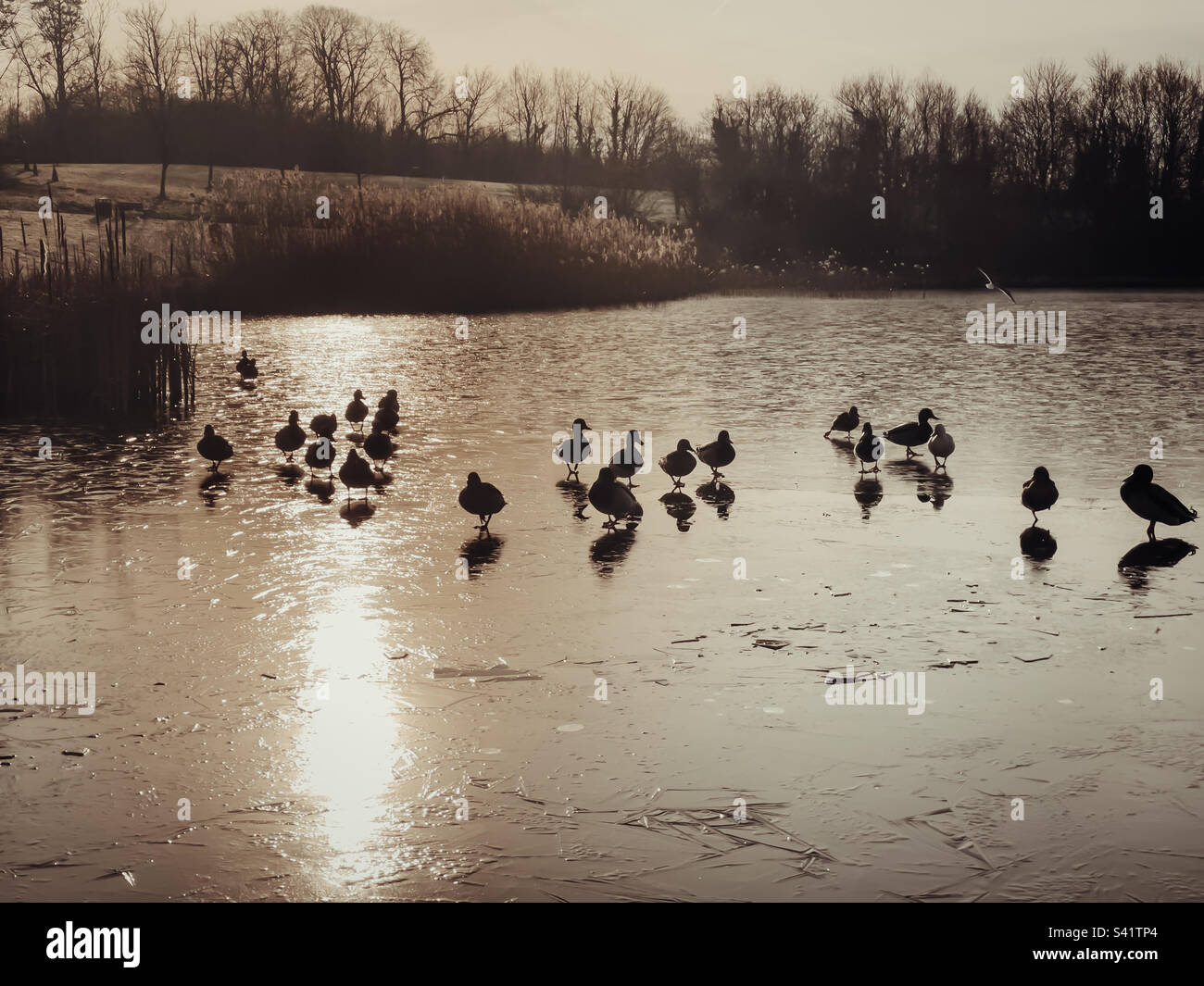 Winterszene mit Stockenten, die auf einem gefrorenen See stehen Stockfoto