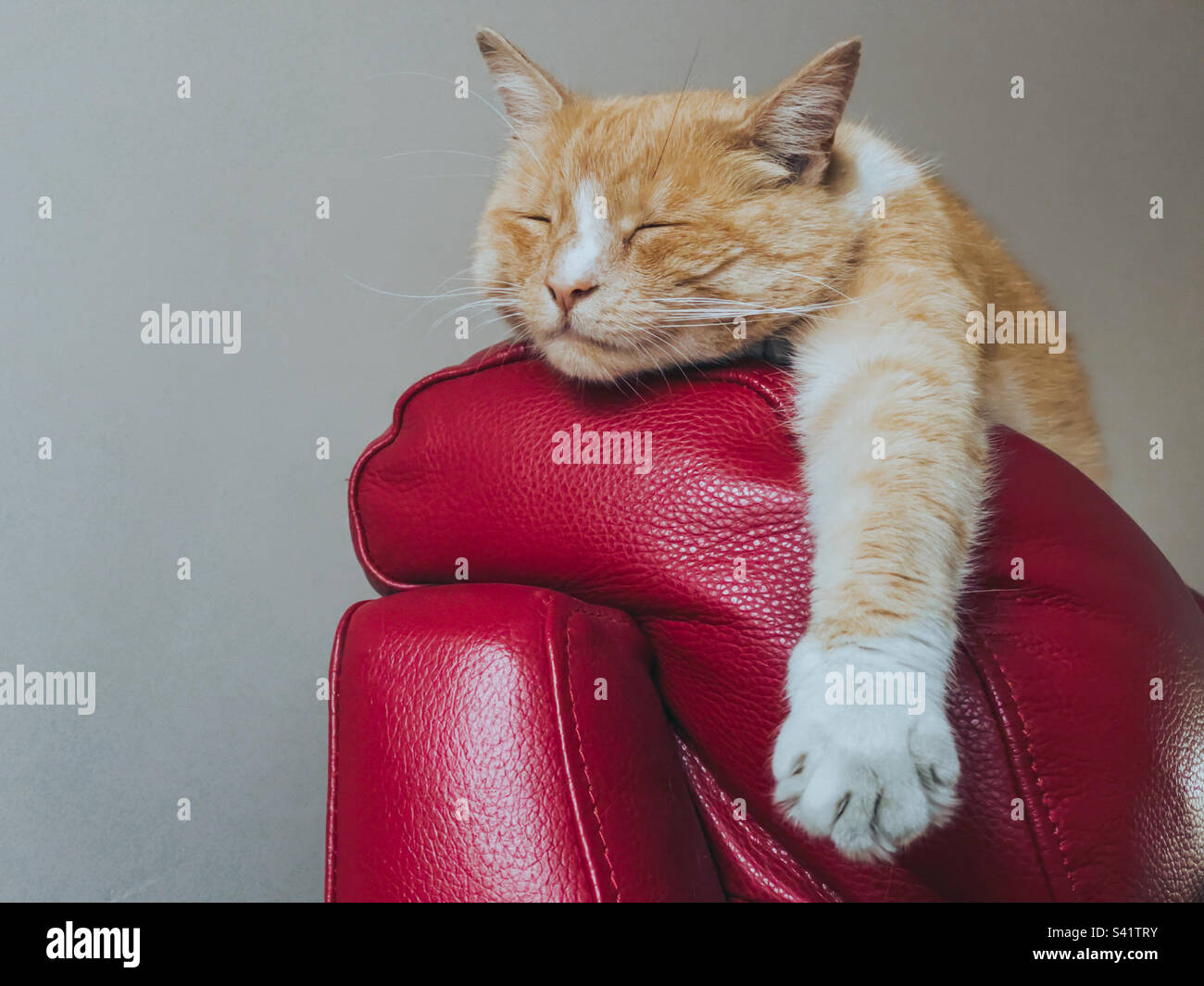 Ingwerkatze schläft auf dem Sofa mit ausgestreckter Pfote Stockfoto