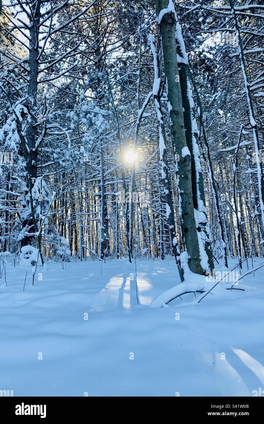 Ein wunderschöner Spaziergang im Wald am Tag nach einem Schneesturm. Stockfoto