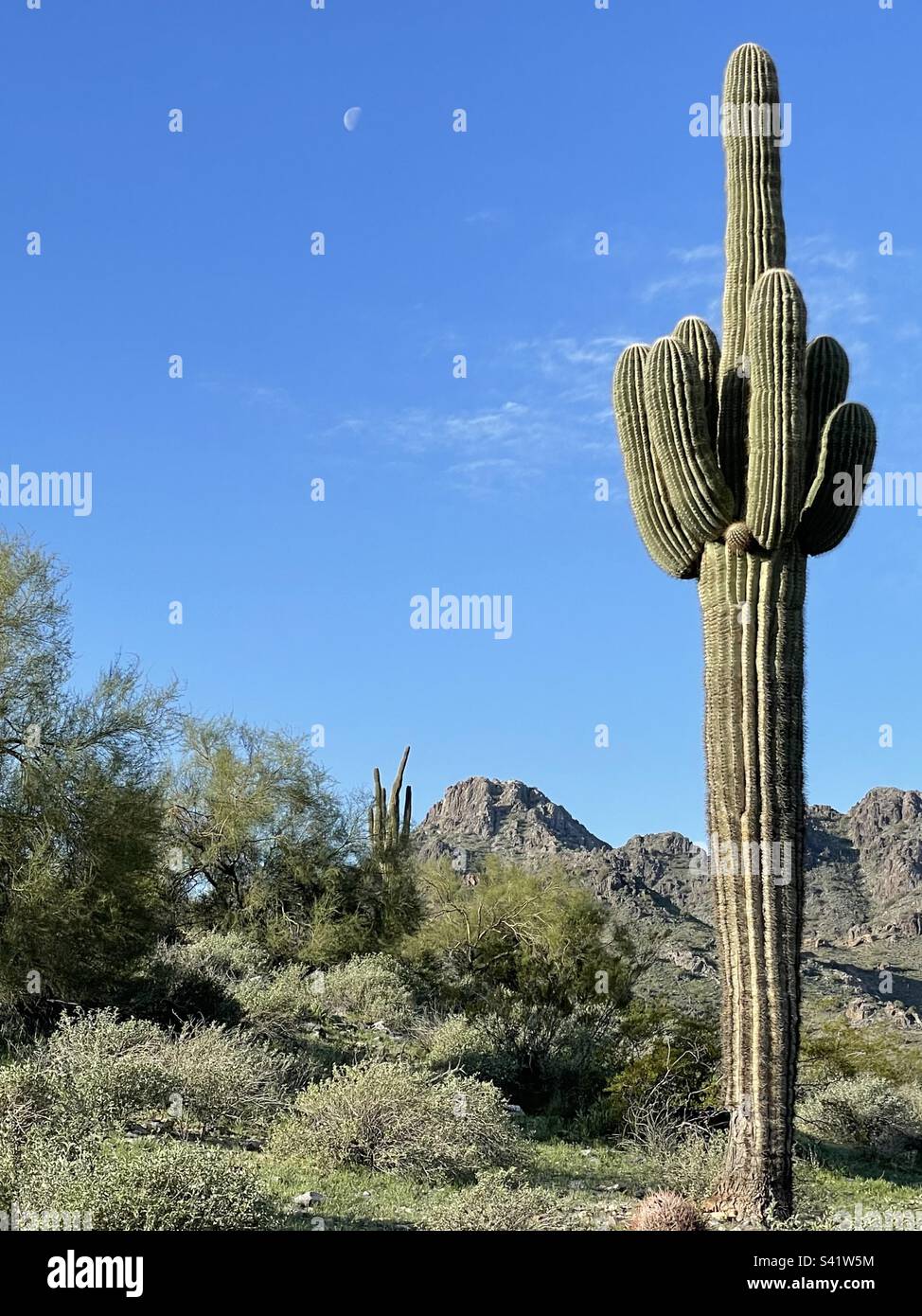 Riesen-Saguaro, Mond in brillantem blauen Himmel, Piestewa Peak, Dreamy Draw, Phoenix Mountains Preserve, 40. Street Trailhead, Arizona, früh am Morgen Stockfoto