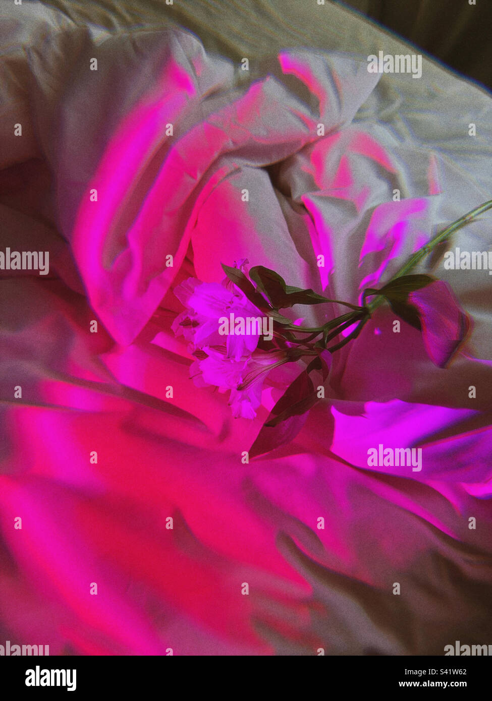 Rosa Licht Stockfoto