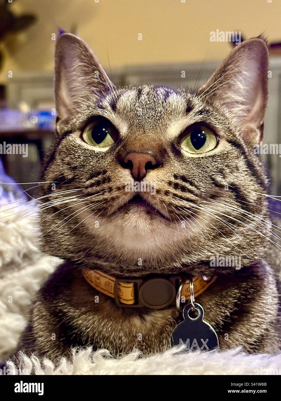 Das ist ein Tabbie, eine einzigartige Kreatur, unglaublich liebevoll und intelligent. Sie lieben Kuscheln und viel Aufmerksamkeit. Tabbies können jedoch ziemlich launisch werden, wenn sie nicht ihren Willen durchsetzen Stockfoto