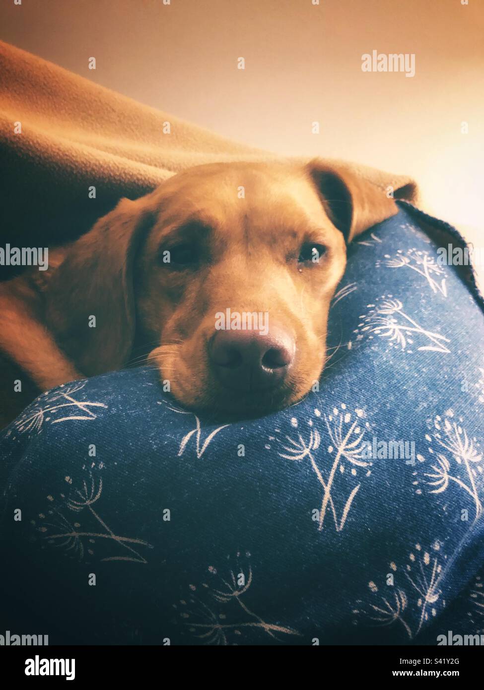 Weiches und bequemes Kissen mit einem glücklichen und zufriedenen Hund Stockfoto