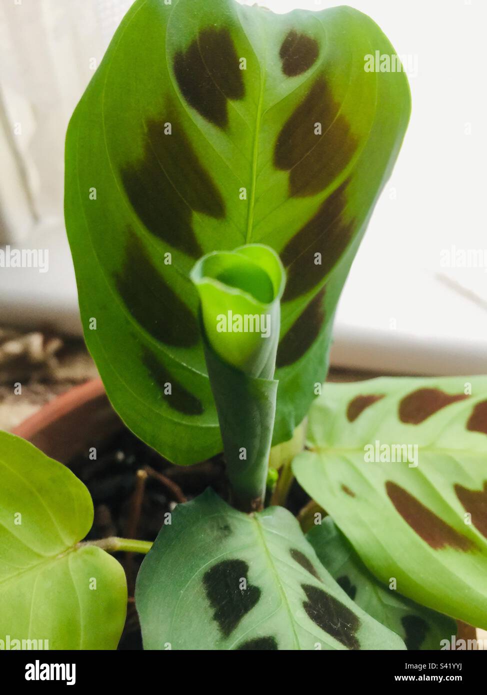Ich Werde Entfalten. Ein frisches Blatt auf einer Gebetspflanze, Maranta leuconeura, kurz davor, sich zu entspannen. Konzepte: Frische, Neuheit, Nächstes, Natur. Wächst in Innenräumen. Kanada Stockfoto