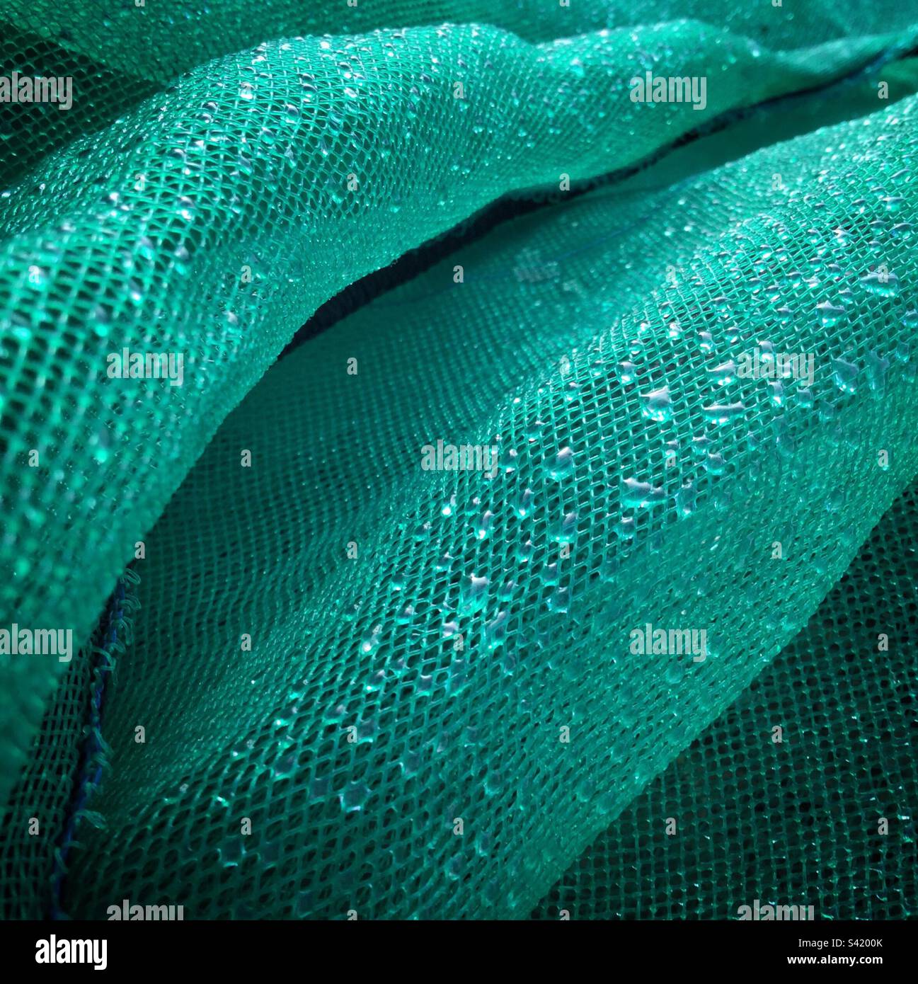 Regen auf Olivennetzen, Katalonien, Spanien. Stockfoto