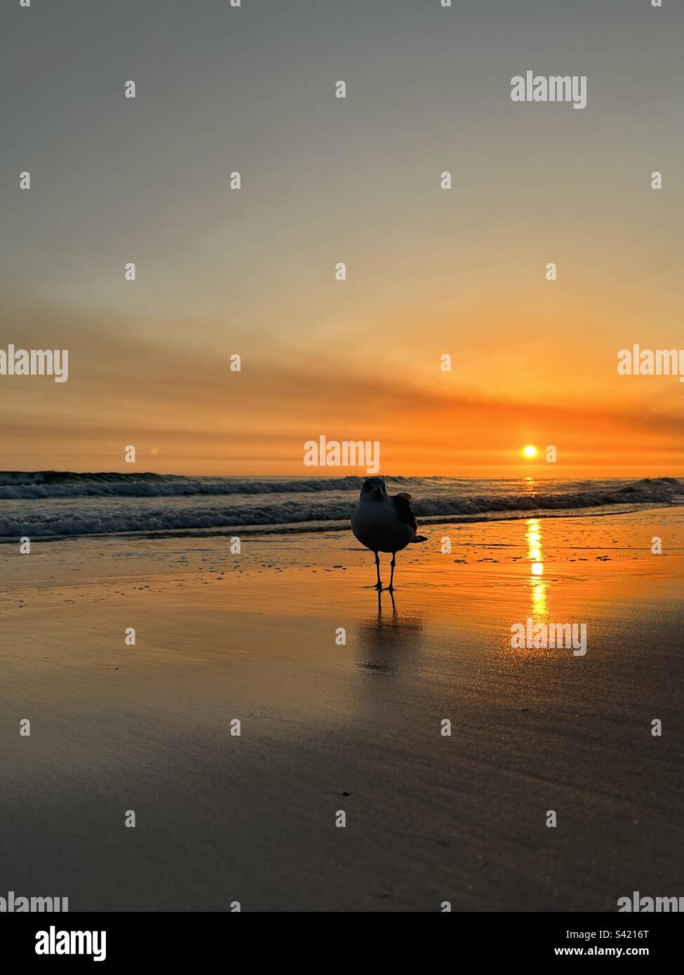 Möwen-Silhouette mit Sonnenuntergang am Strand Stockfoto