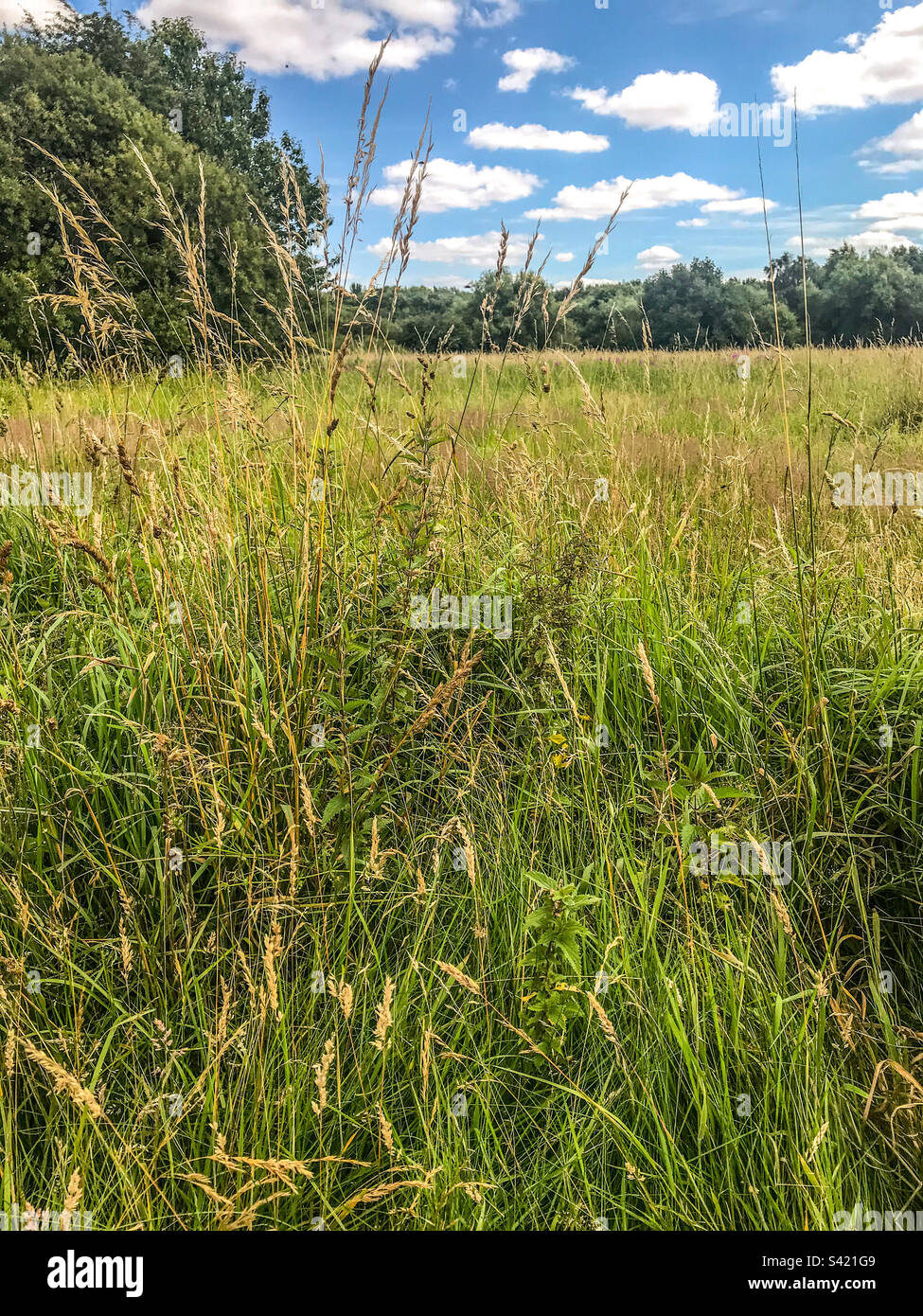 Angebot Wasserpark Naturschutzgebiet - Smartphone-aufgenommenes Stockfoto