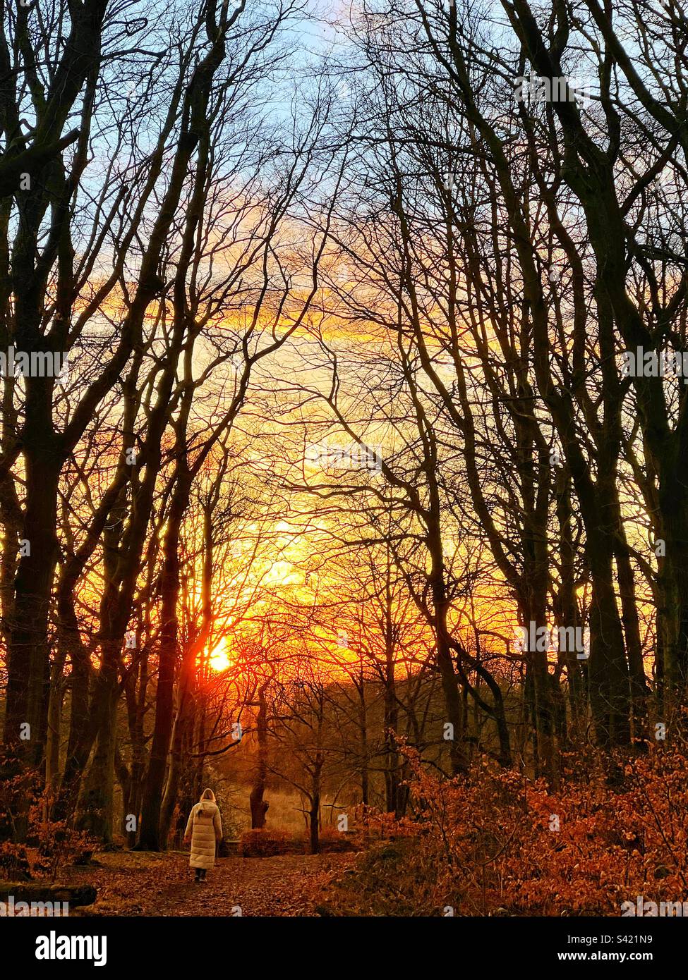 Alleinstehende Frau, die im Winter bei Sonnenuntergang im Wald spaziert Stockfoto