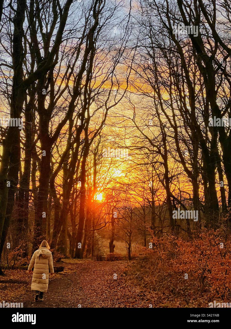 Eine alleinstehende Frau, die bei Sonnenuntergang im Wald spaziert Stockfoto