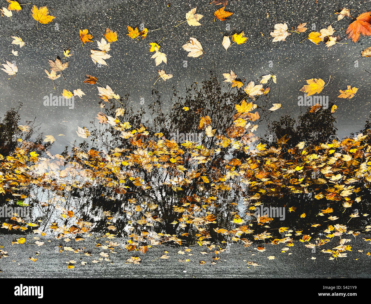 Herbstlaub auf dem Boden an einem nassen Tag Stockfoto