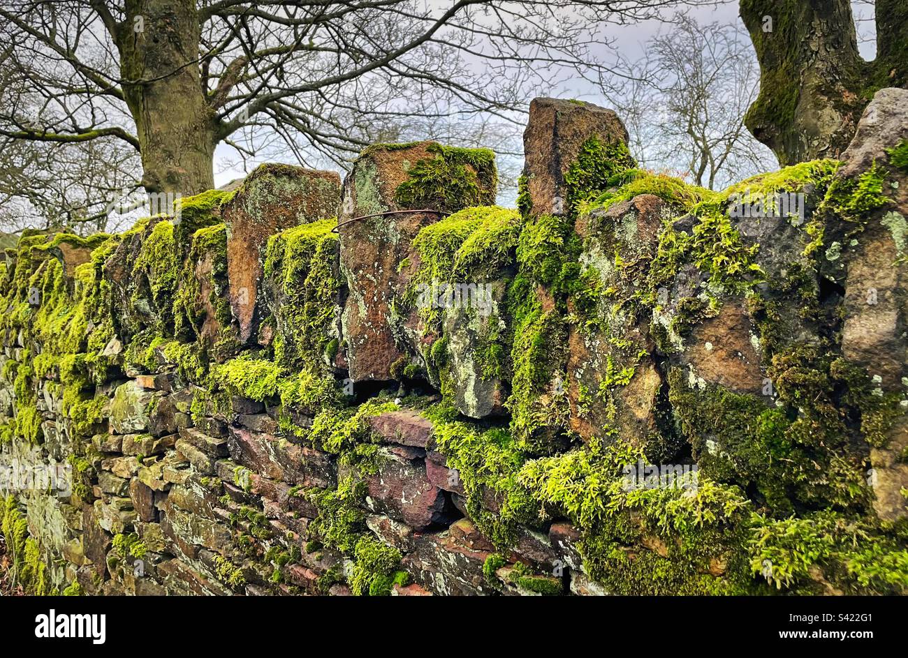 „The Green Wall“-Moos schmückt eine trockene Steinmauer in einem dicken grünen Mantel in der Landschaft von Yorkshire. Stockfoto