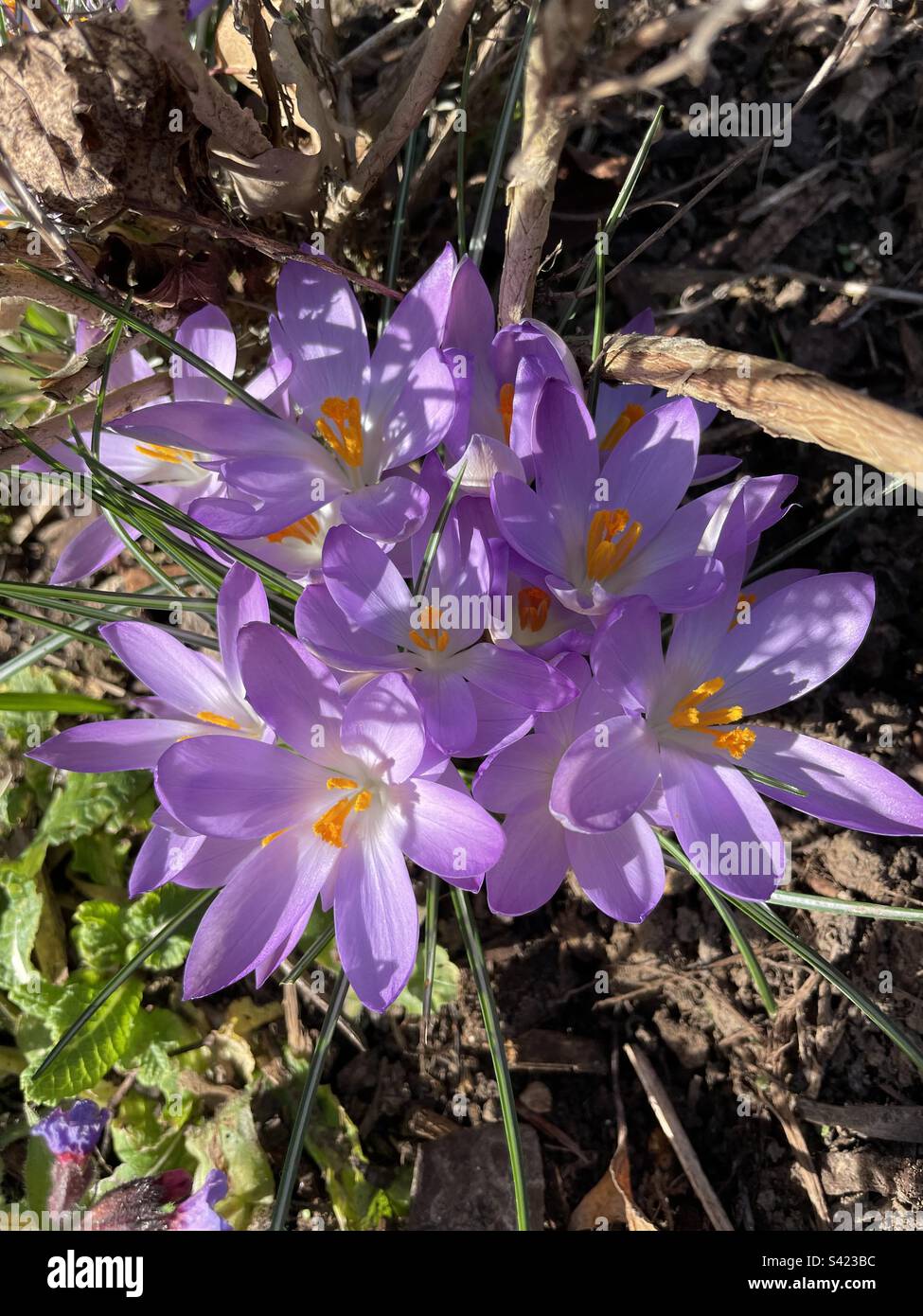 Ein Klumpen lila Krokusse Stockfoto