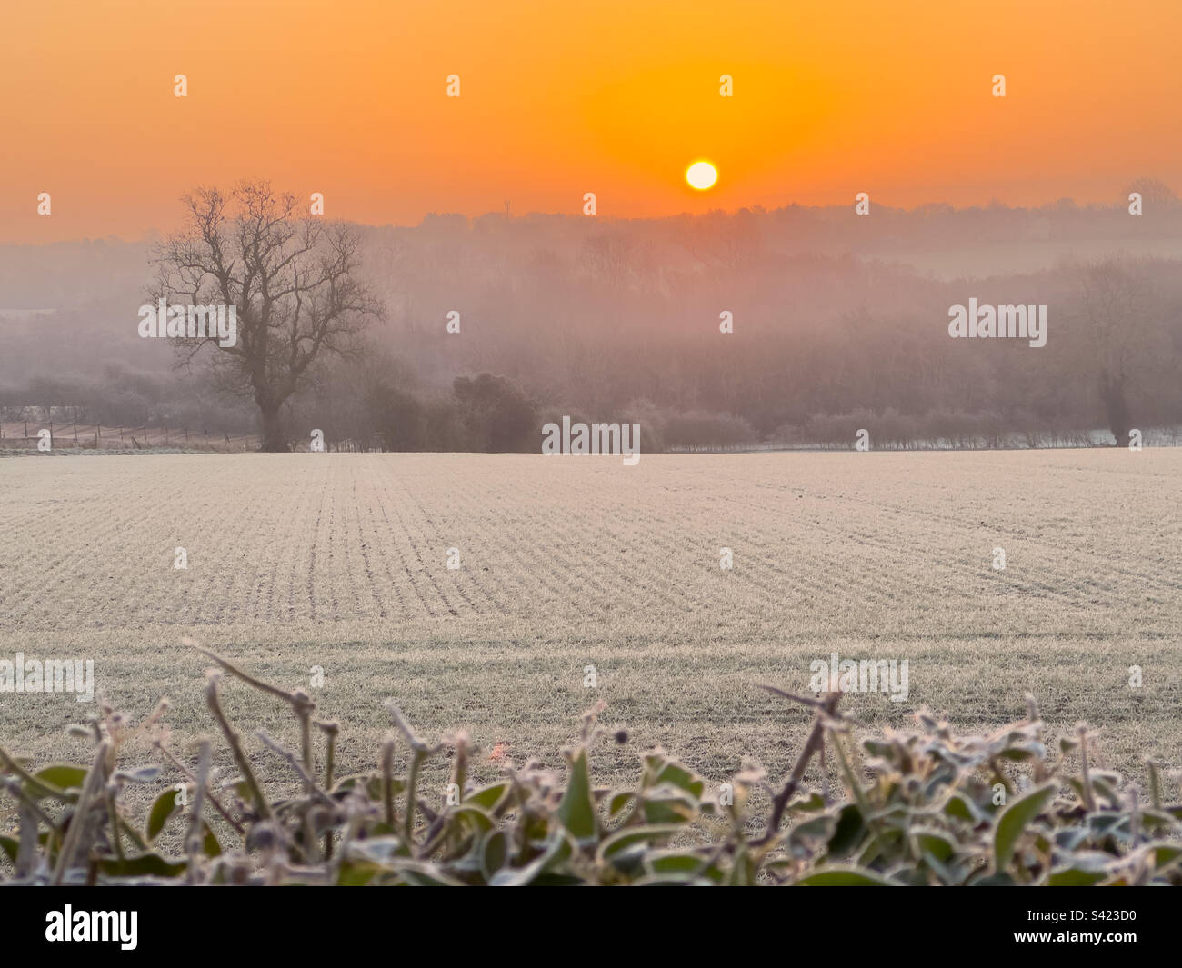 Sonnenaufgang über frostigen Leicestershire-Feldern Stockfoto