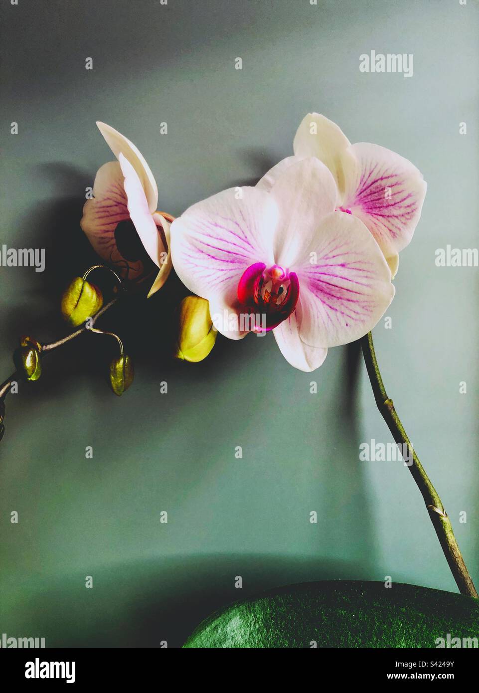 Orchideenblüte in voller Blüte - Smartphone-aufgenommenes Stockfoto