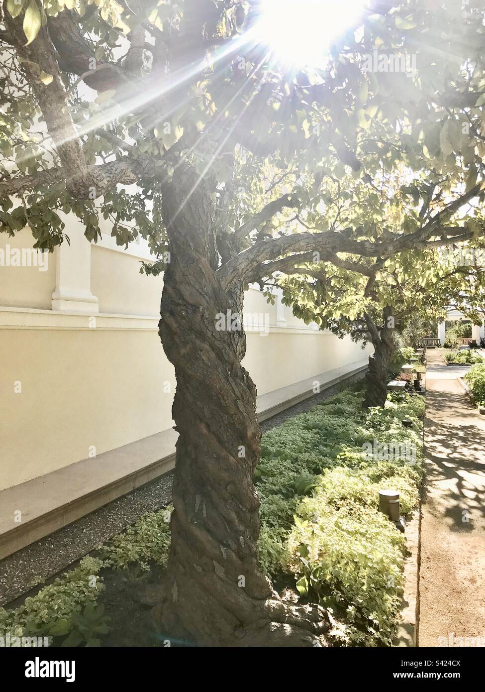 Ein gedrehter Pflaumenbaum (prunus domestica) wächst in den Gärten des Getty Villa Museums in Pacific Palisades, Kalifornien, und die Sonne scheint hell durch seine Äste. Stockfoto