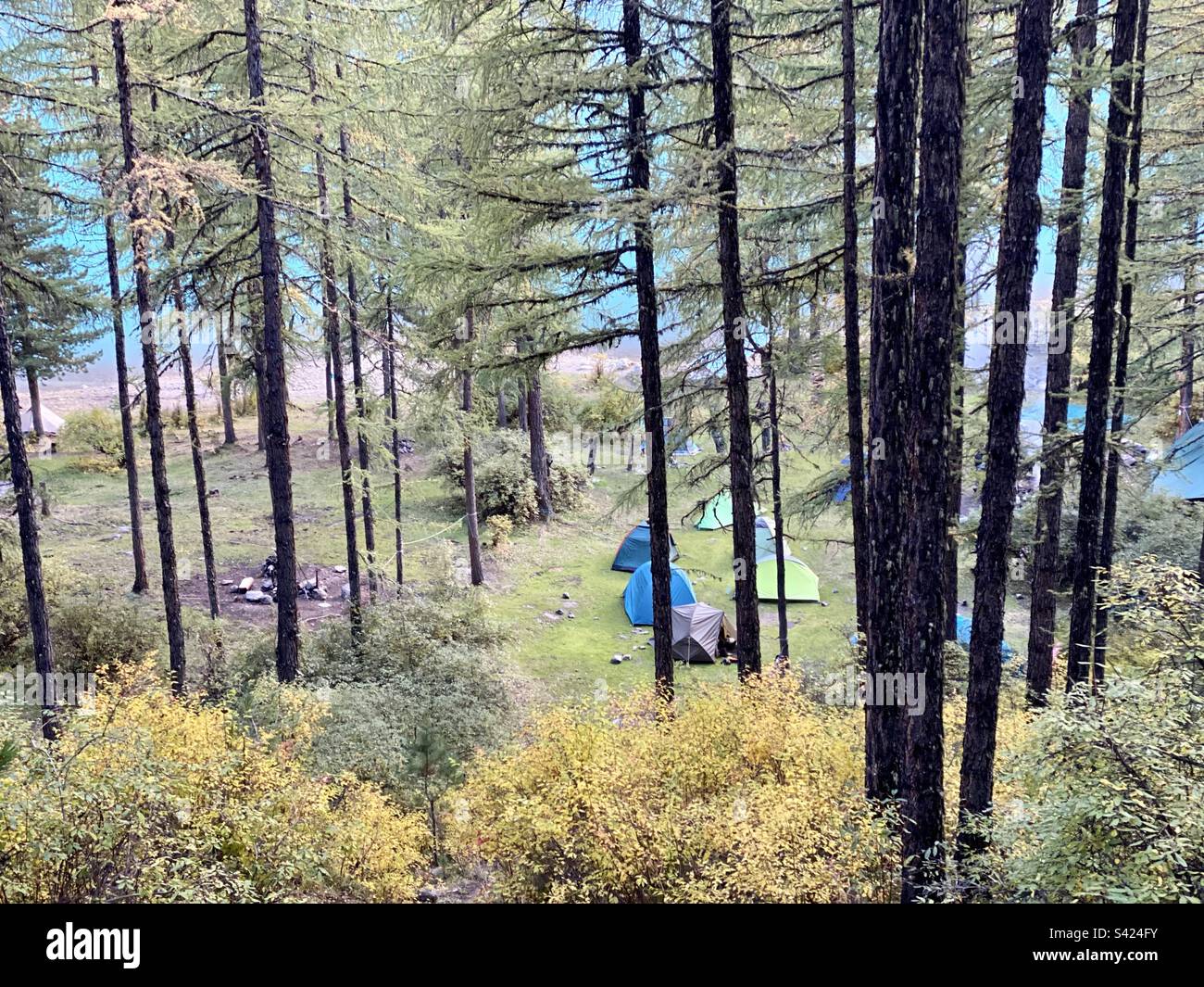 Touristische farbenfrohe Zelte stehen am Fuße des Berges hinter den Bäumen des Waldes auf dem Gras in der Nähe des Lagerfeuerplatzes in Altai. Stockfoto