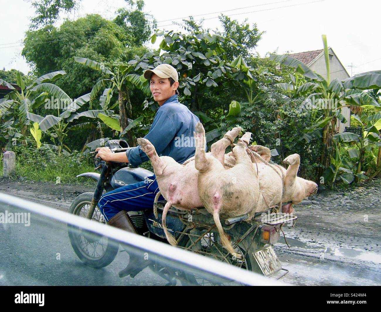Zwei Schweine, lebende Schweine, bekommen Flut auf dem Motorrad auf dem Weg zum Markt in Vietnam - Smartphone-aufgenommenes Stockfoto