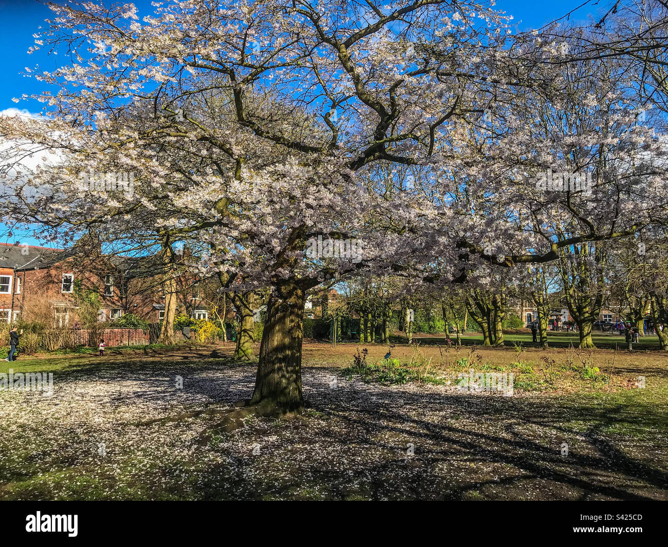 Blüten auf einem Baum in einem Park Stockfoto