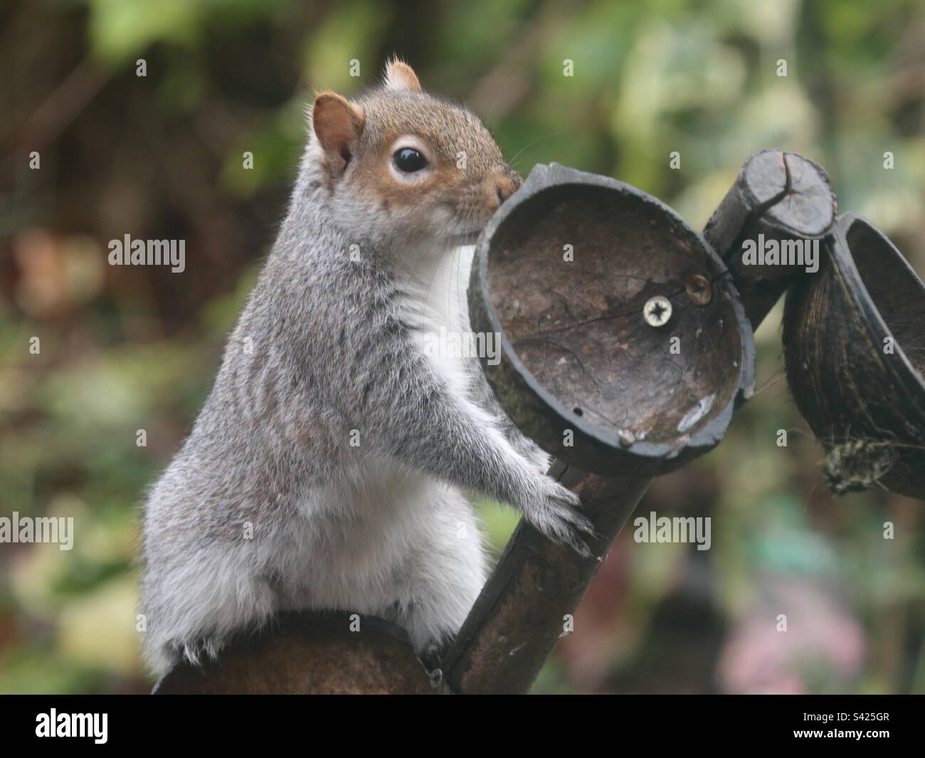 Feeding Frenzy Stockfoto