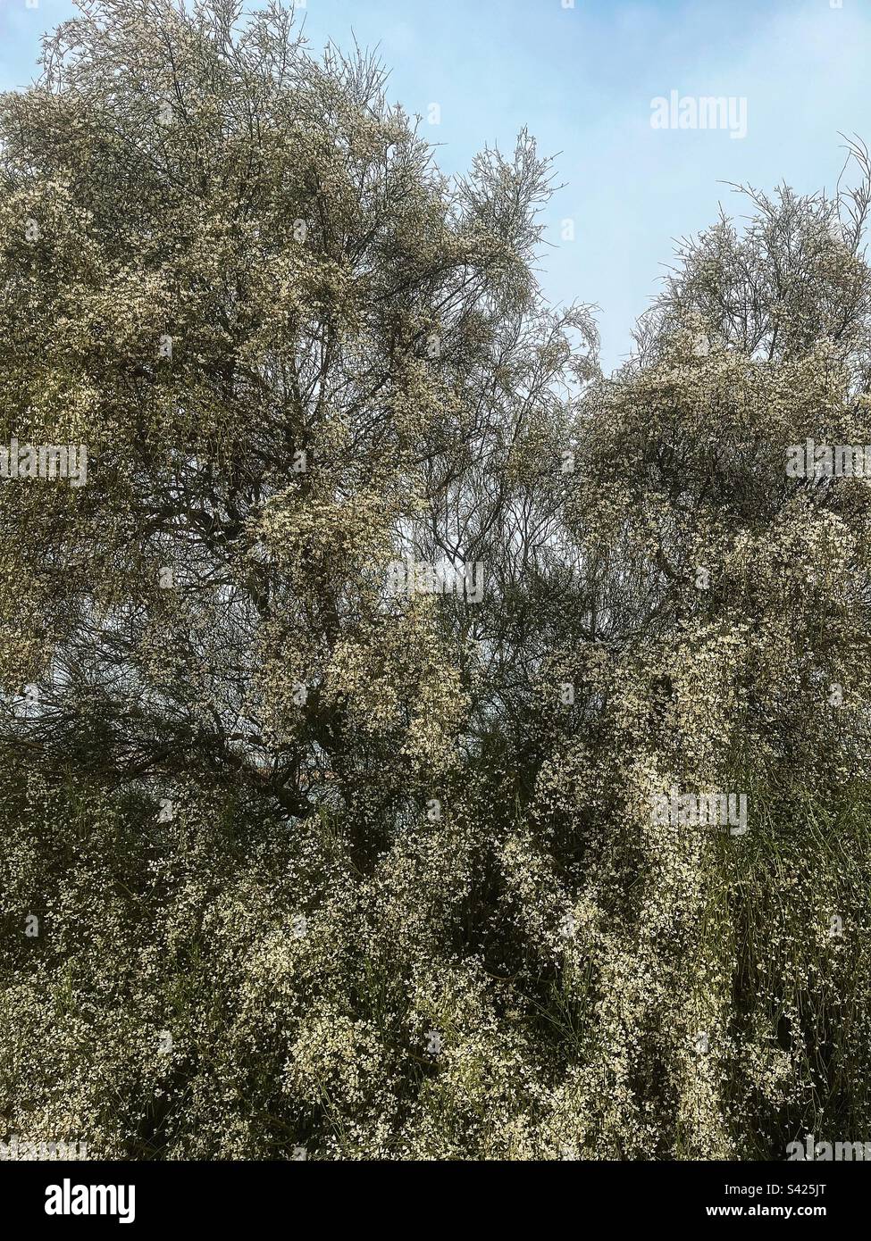 Retama monosperma, Brautverschleier Sträucher in Blüte auf Tavira Island in der Algarve, Portugal Stockfoto
