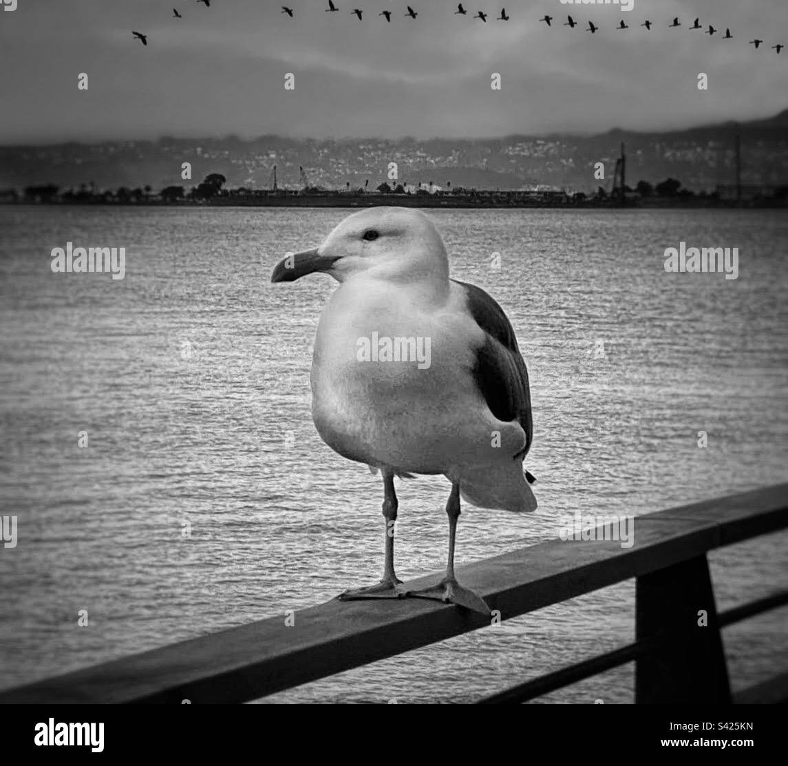 Möwe steht auf einer Pier-Schiene mit einer Vogelschnur, die in der Ferne über dem Wasser fliegt Stockfoto