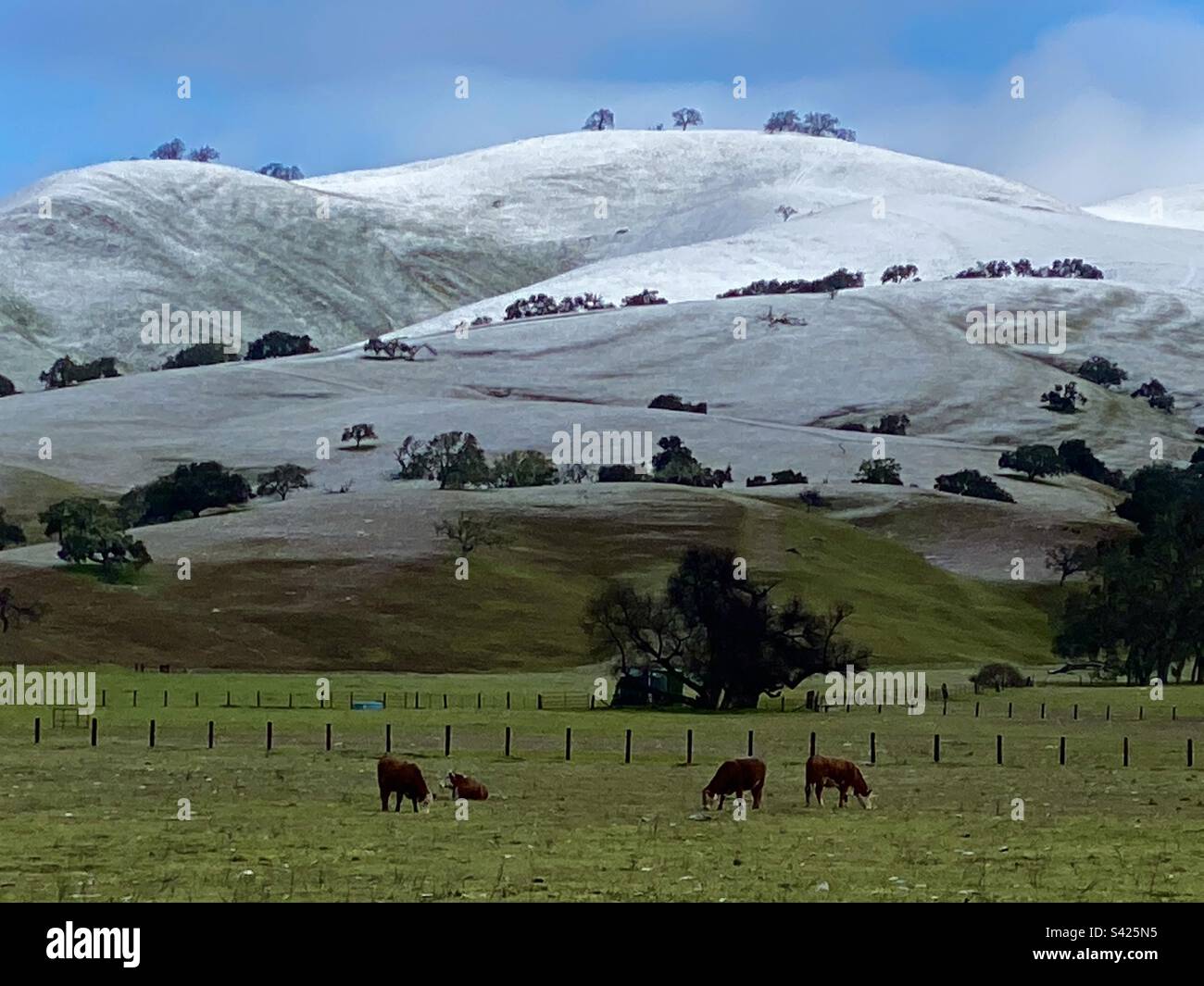 Nach einem Schneesturm im Februar grasen Rinder auf einer Ranch im Carmel Valley – Monterey County, Kalifornien Stockfoto