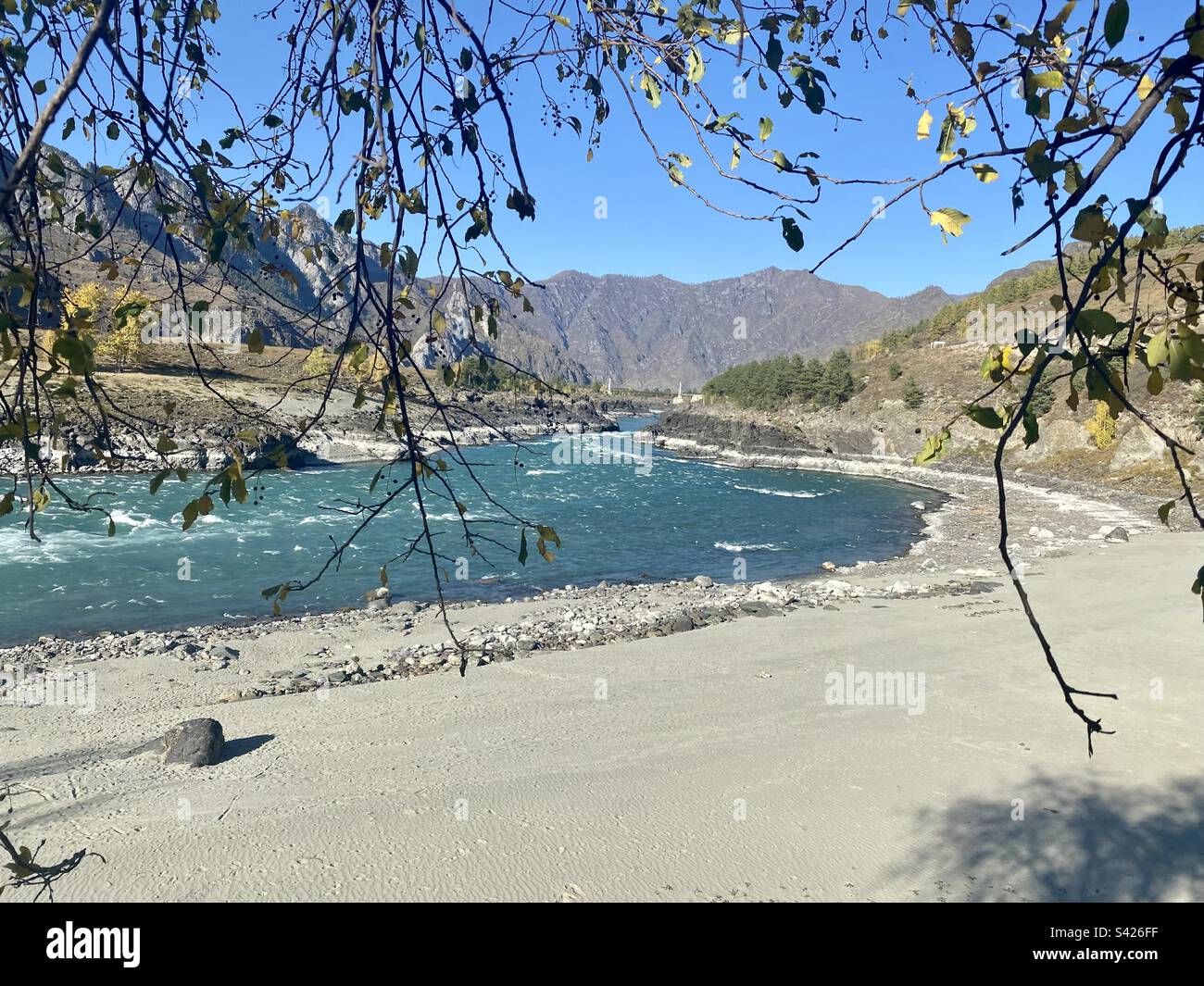 Fluss Katun mit einem Sandstrand in Altai hinter Baumzweigen zwischen Bergen mit einer Brücke in der Ferne - Smartphone-aufgenommenes Stockfoto