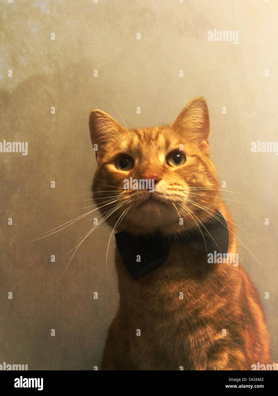 Süße Ingwer-Tabby-Katze mit Fliege - Smartphone-aufgenommenes Stockfoto