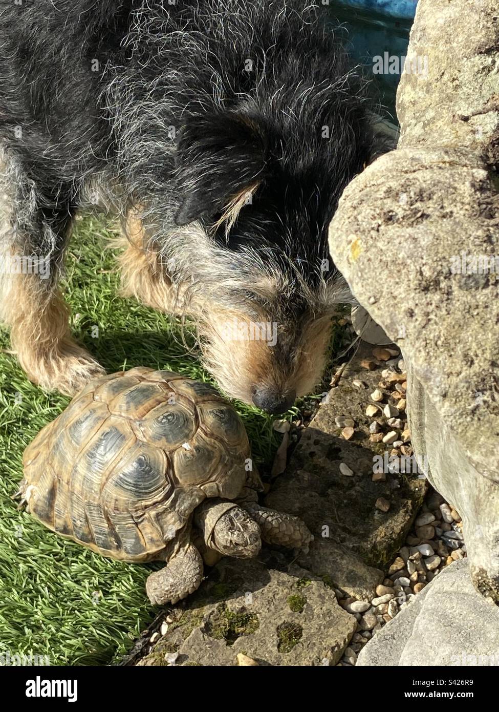 Beste Freunde - Smartphone-aufgenommenes Stockfoto