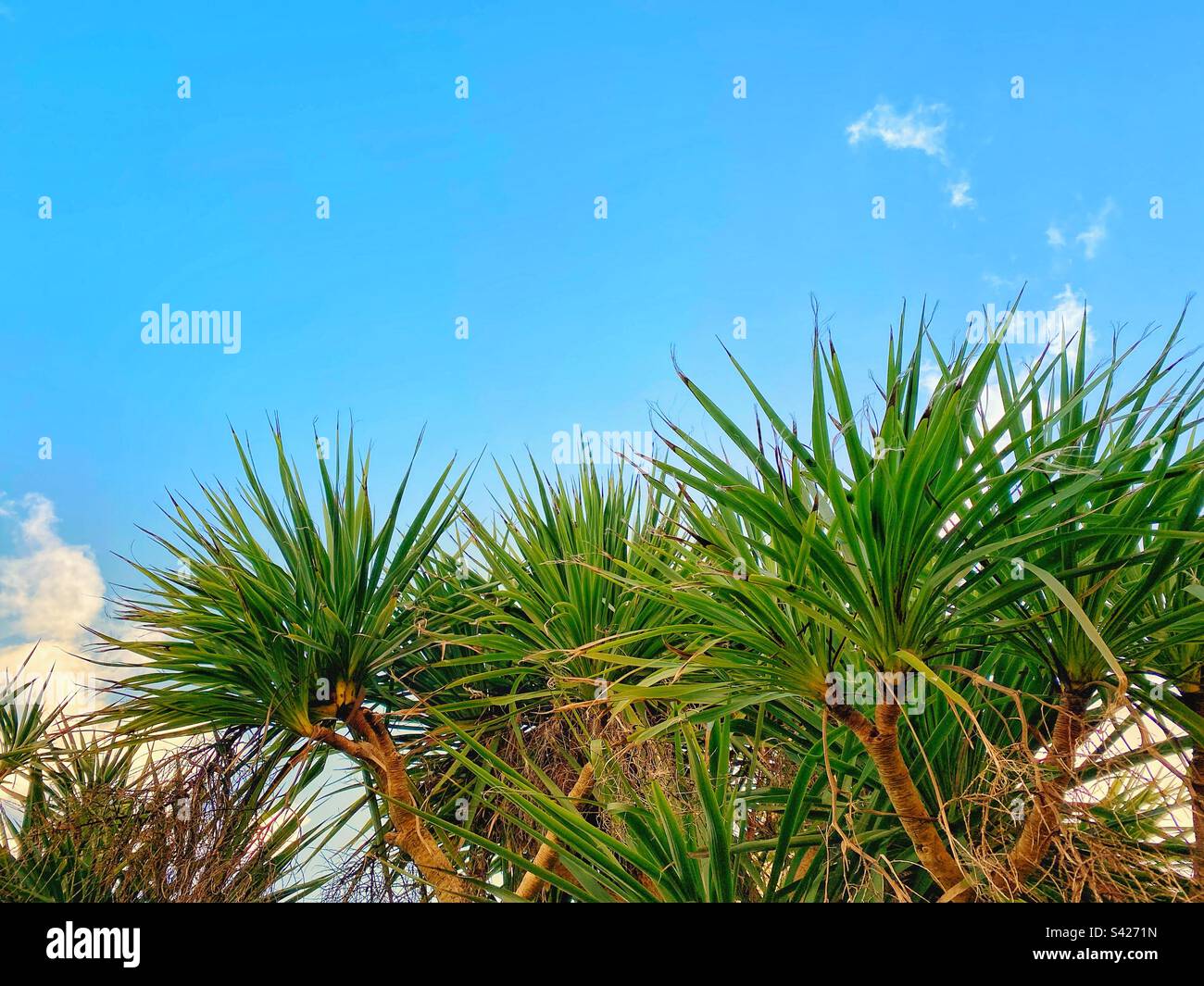 Ein Foto von Palmen vor einem blauen, sonnigen Himmel Stockfoto