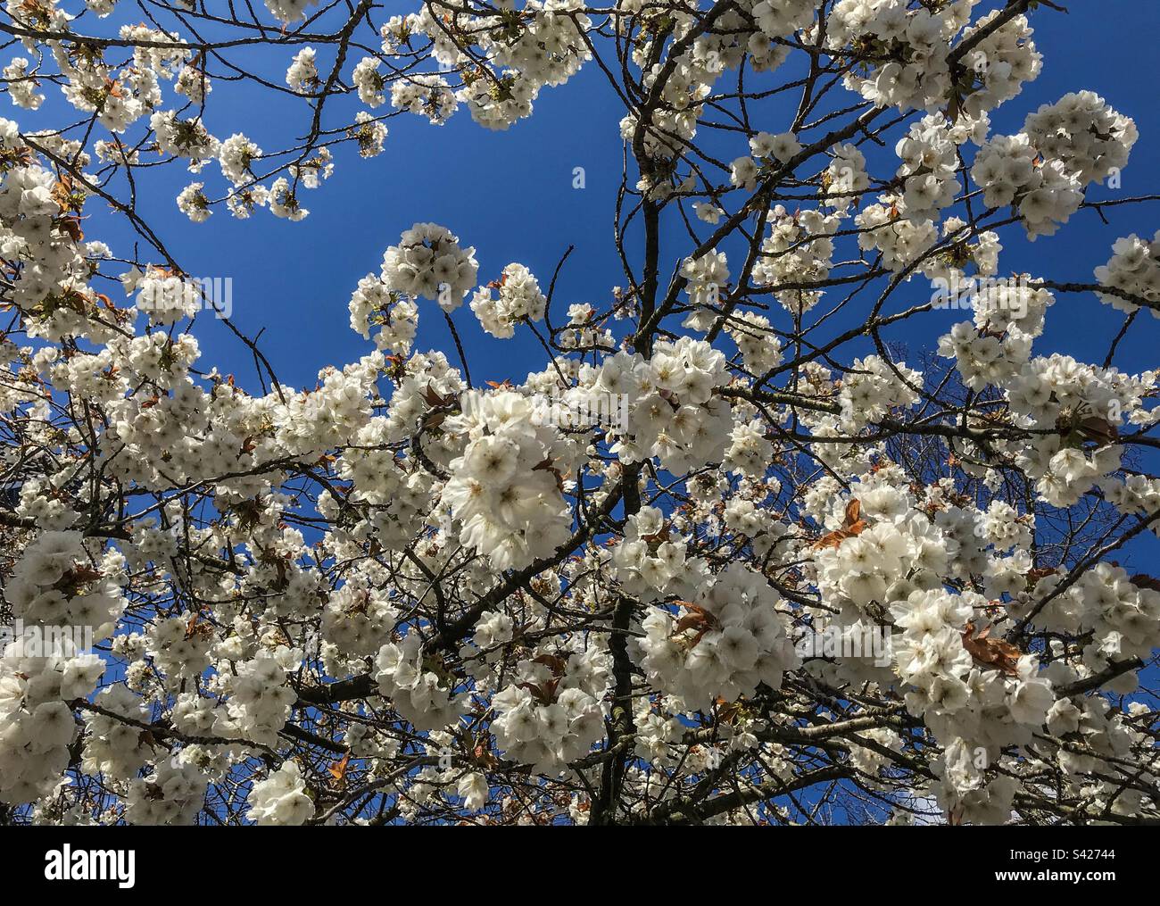 Schöne weiße Blüten auf Baum mit leuchtendem blauem Himmel Hintergrund - Smartphone-aufgenommenes Stockfoto