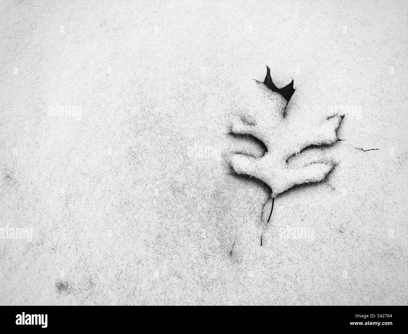 Frischer Schnee auf dem Boden, der ein Eichenblatt bedeckt. Hipstamatischer Filter. Aufgenommen in Neuengland. Stockfoto
