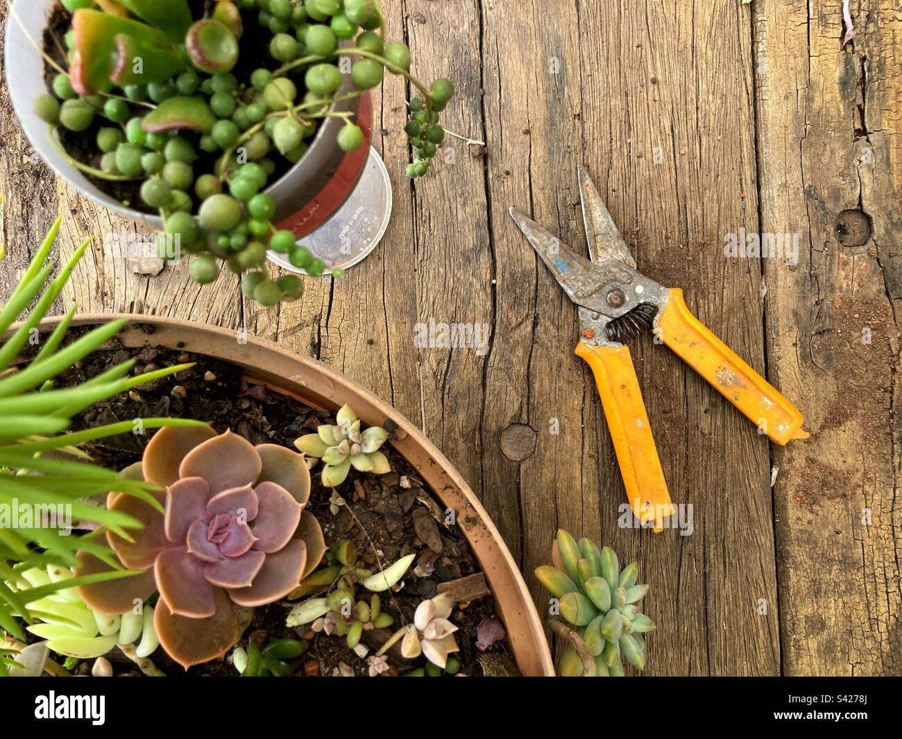 Gartentisch arbeitet mit Pflanzen und grünen Blumen und Gartengeräten Stockfoto