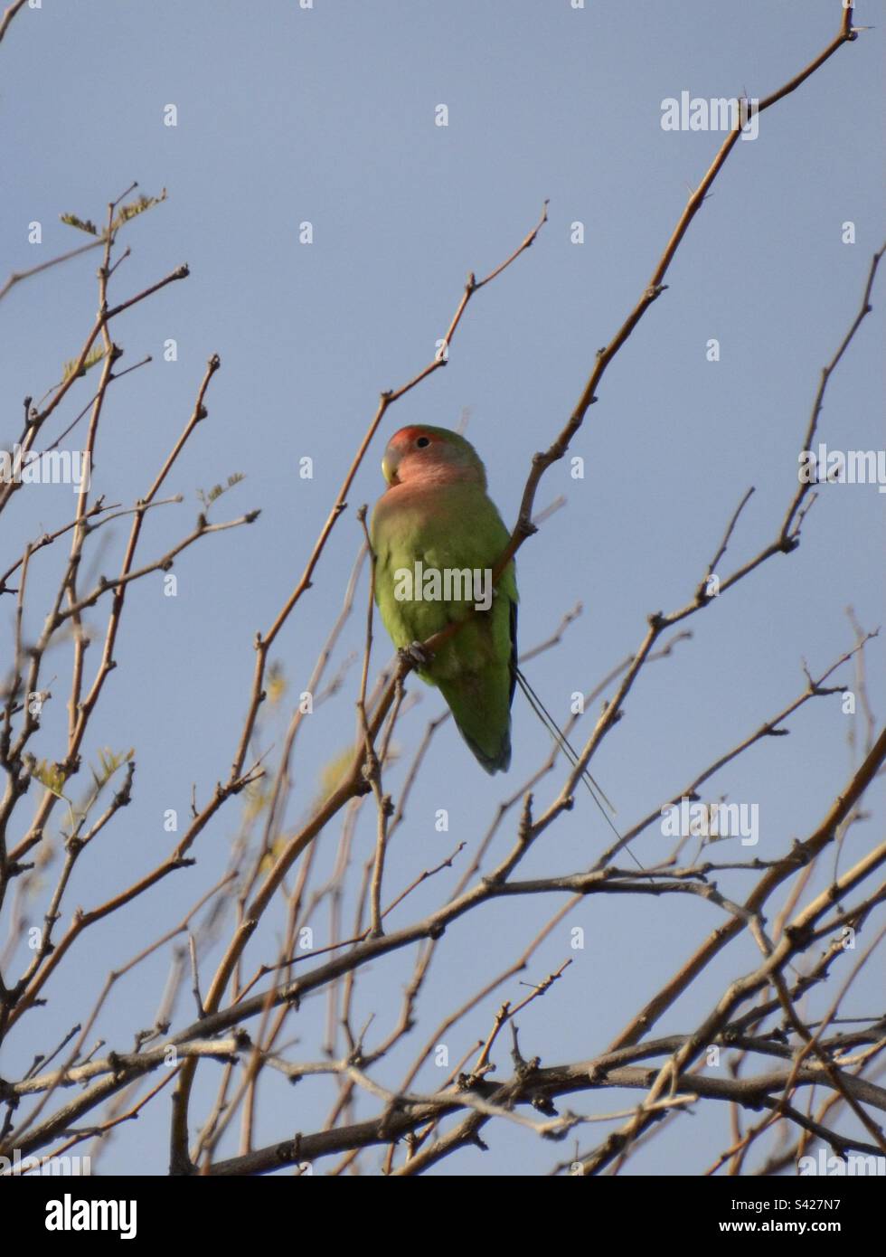 Der afrikanische Papagei in Arizona, der Rosy, der Lovebird Stockfoto