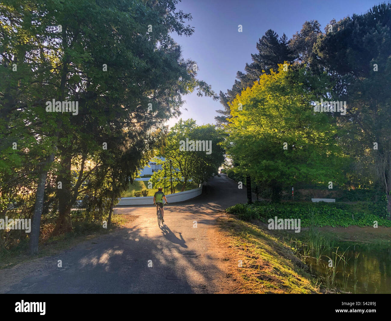Einsamer Radfahrer, der auf einem Weingut in Kapstadt auf seinem Mountainbike fährt - Smartphone-aufgenommenes Stockfoto