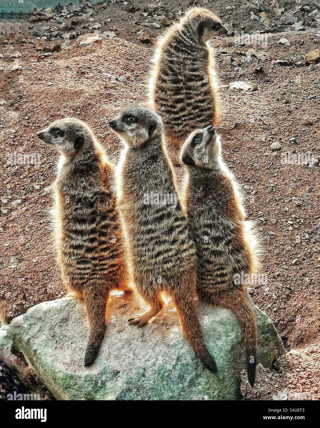 Erdmännchen im Karlsruhe Zoo, Deutschland Stockfoto