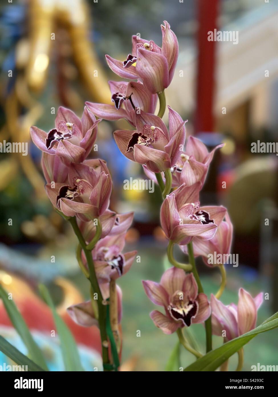 Rosa Orchidee blüht - Smartphone-aufgenommenes Stockfoto