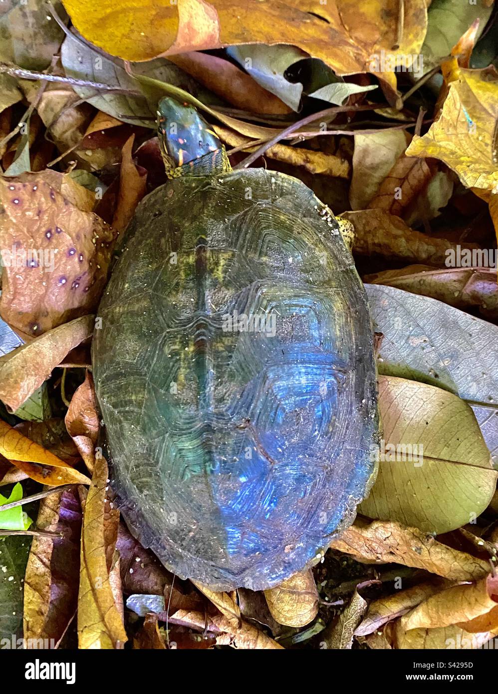 Holzschildkröte in natürlicher Gewohnheit, Belize - Smartphone-aufgenommenes Stockfoto
